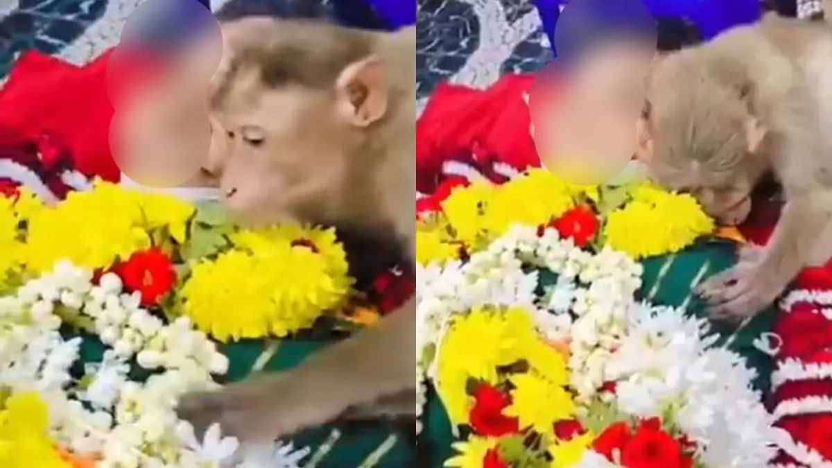 अम्मा रोज खिलाती थी खाना, मरीं तो पूरी रात शव से लिपट रोता रहा बंदर...भावुक कर देने वाला VIDEO वायरल Viral Video