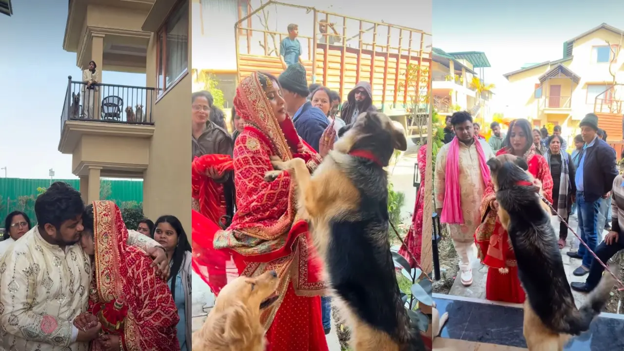 VIRAL: 'सच्चा प्यार और वफादारी', विदाई के समय जब दुल्हन को जाते देख इमोशनल हुए पालतू कुत्ते, रोकने लगे रास्ता, फिर... दिल छू लेने वाला VIDEO Viral Video