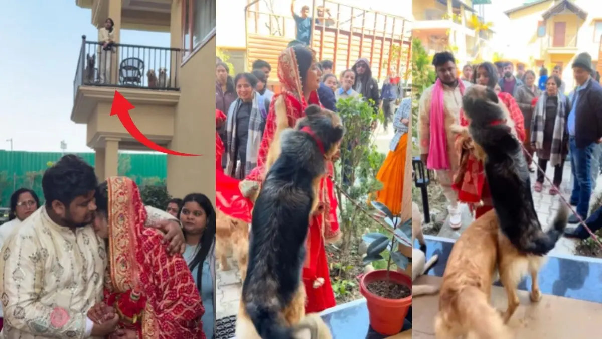 शादी के बाद हुई दुल्हन की विदाई, छोड़ने को तैयार नहीं हुए कुत्ते, गले लिपटकर रो पड़े! VIDEO VIRAL Viral Video