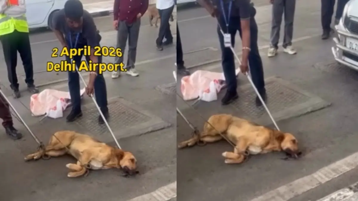 'Where is Dholu?': Viral Video Shows Dog Tied, Dragged at Delhi Airport, Authorities React Where Is Dholu?': Viral Video Shows Dog Tied, Dragged at Delhi Airport, Authorities React