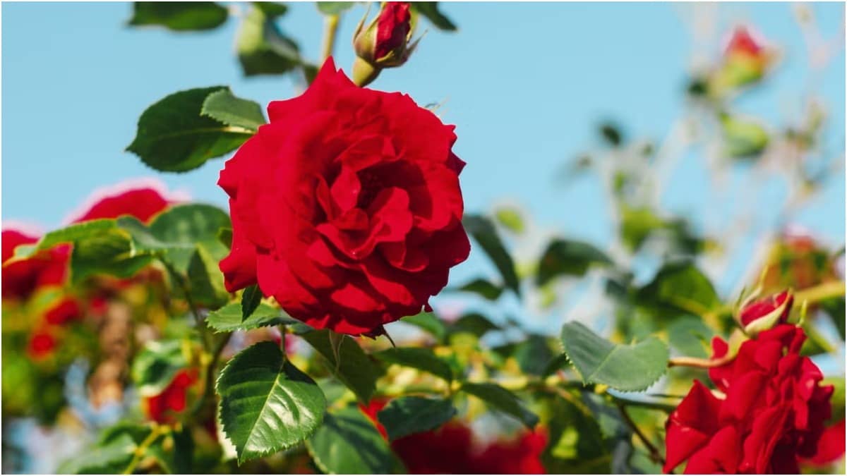 With easy care tips, roses will bloom even in summers