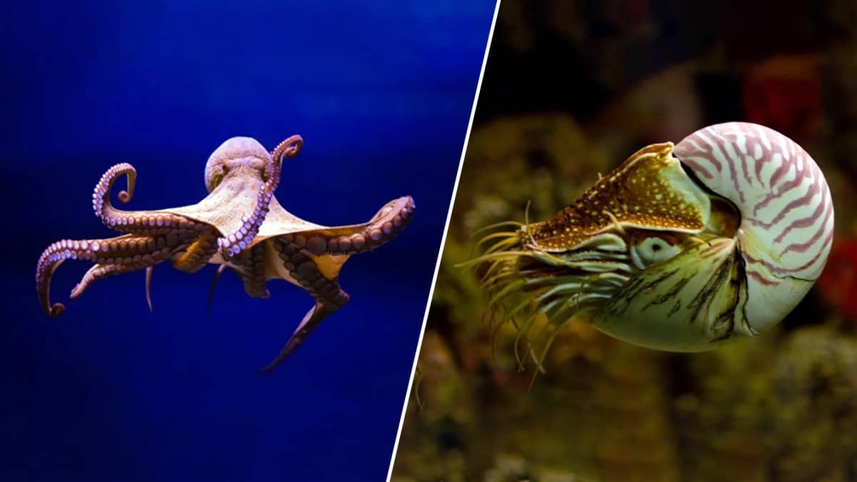 World's Oldest Octopus Fossil Wasn't An Octopus. Scientists Reveal What It Was