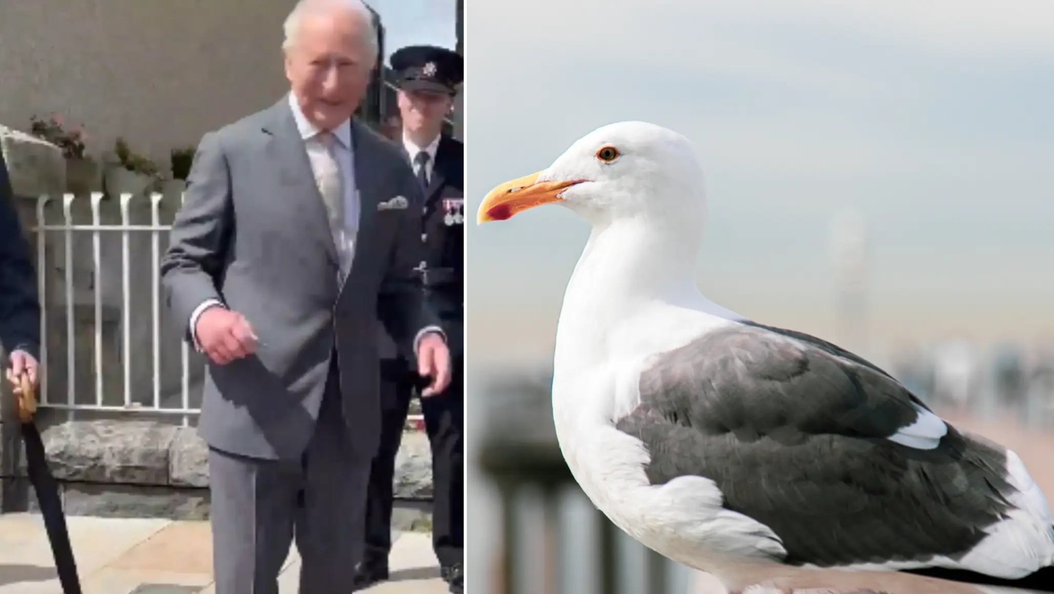 Birds Know No Royal: Seagull Poops On King Charles | Watch His Reaction