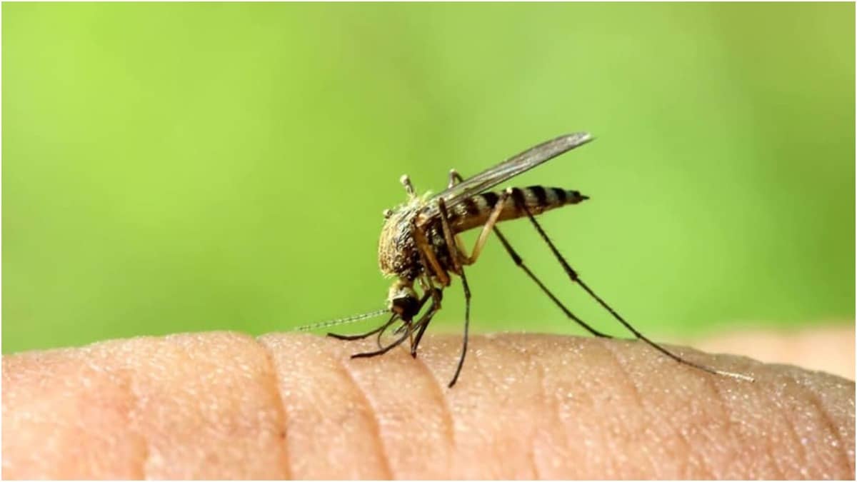 Burning camphor, mustard oil and bay leaves can drive mosquitoes away