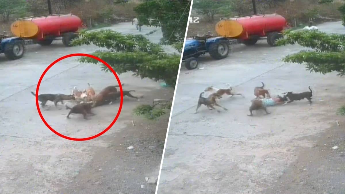 Chilling CCTV Footage Emerges As 4-Year-Old Attacked By Pack of 6 Stray Dogs In Maharashtra's Beed