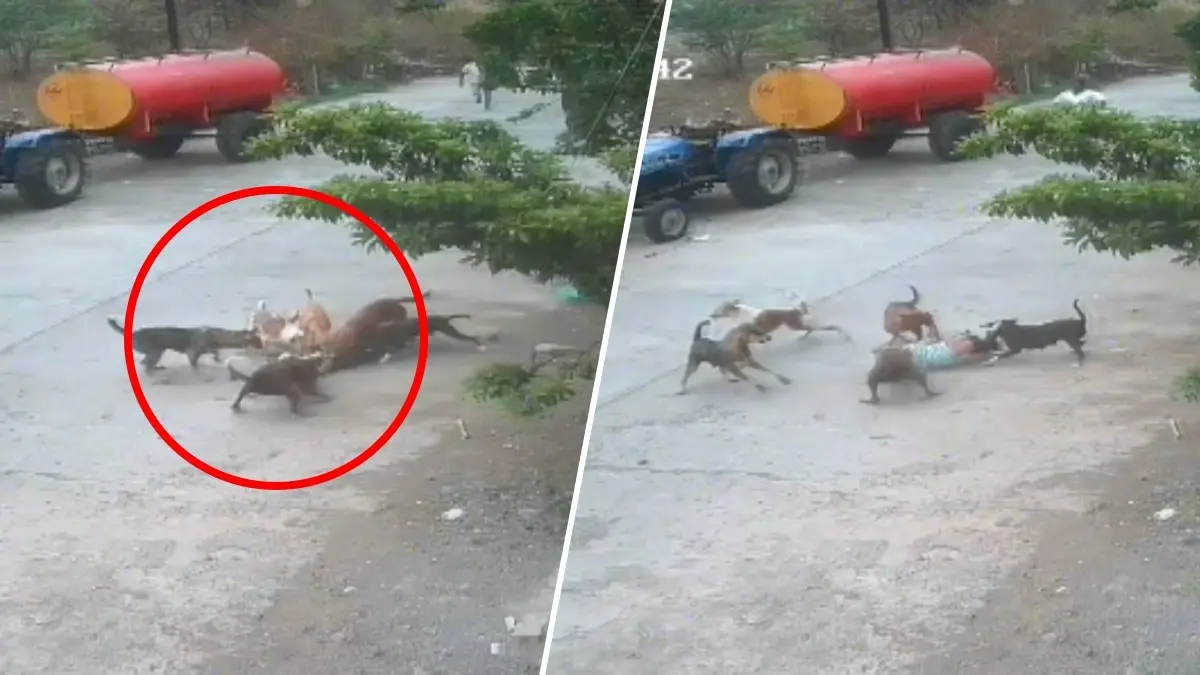 Chilling CCTV Footage Emerges As 4-Year-Old Attacked By Pack of 6 Stray Dogs In Maharashtra's Beed Chilling CCTV Footage Emerges As 4-Year-Old Attacked By Pack of 6 Stray Dogs In Maharashtra's Beed