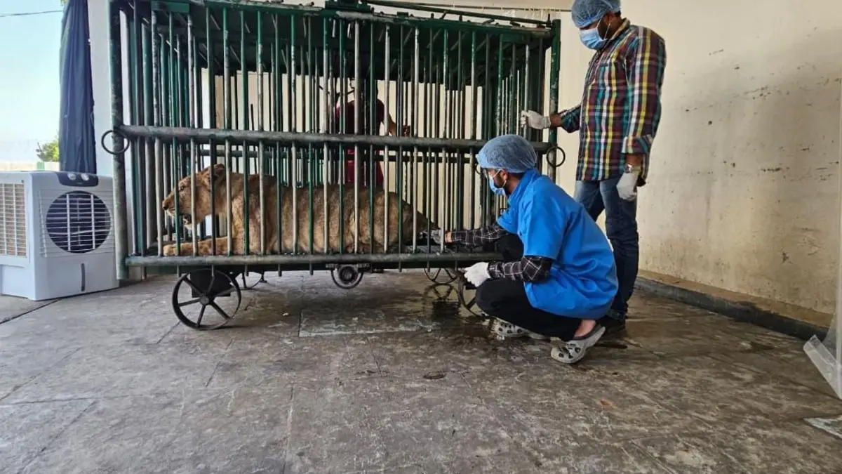 Deadly Virus Threat Looms Over Gir: 7 Asiatic Lions Dead, 17 Isolated Amid Infection Scare In Gujarat Deadly Virus Threat Looms Over Gir: 7 Asiatic Lions Dead, 17 Isolated Amid Infection Scare In Gujarat