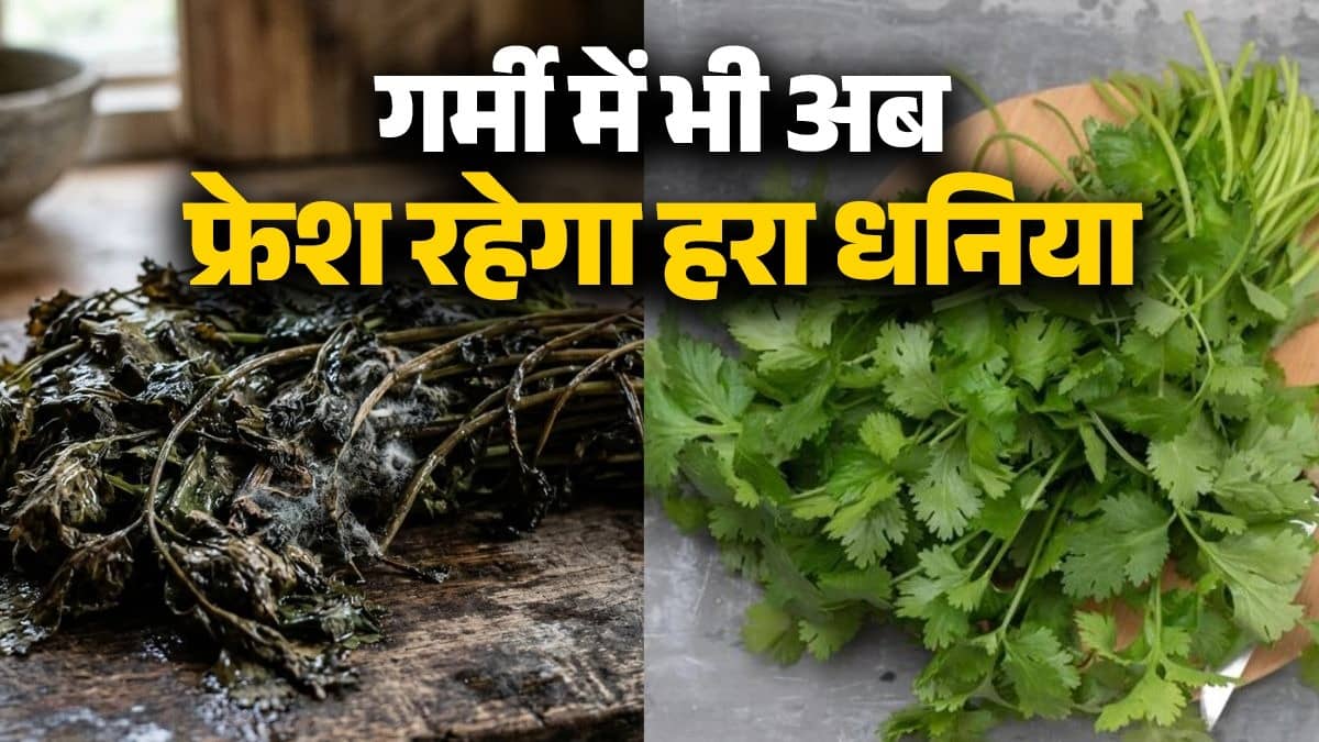 dhaniya-storage-tips in summer -bina-fridge-ke-hara-dhaniya-fresh-rakhne-ke-desi-jugaad how to keep-coriander-fresh-for-weeks-without-fridge