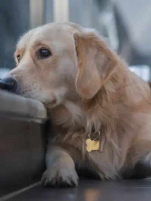 Dogs And Mental Health Issues