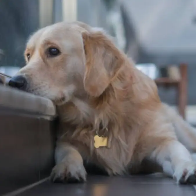 Dogs And Mental Health Issues