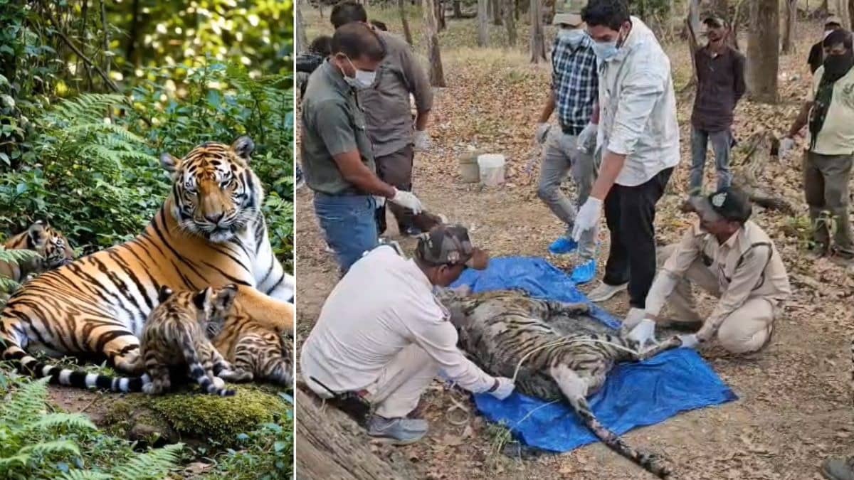 एक बाघिन और उसके 4 शावकों की मौत