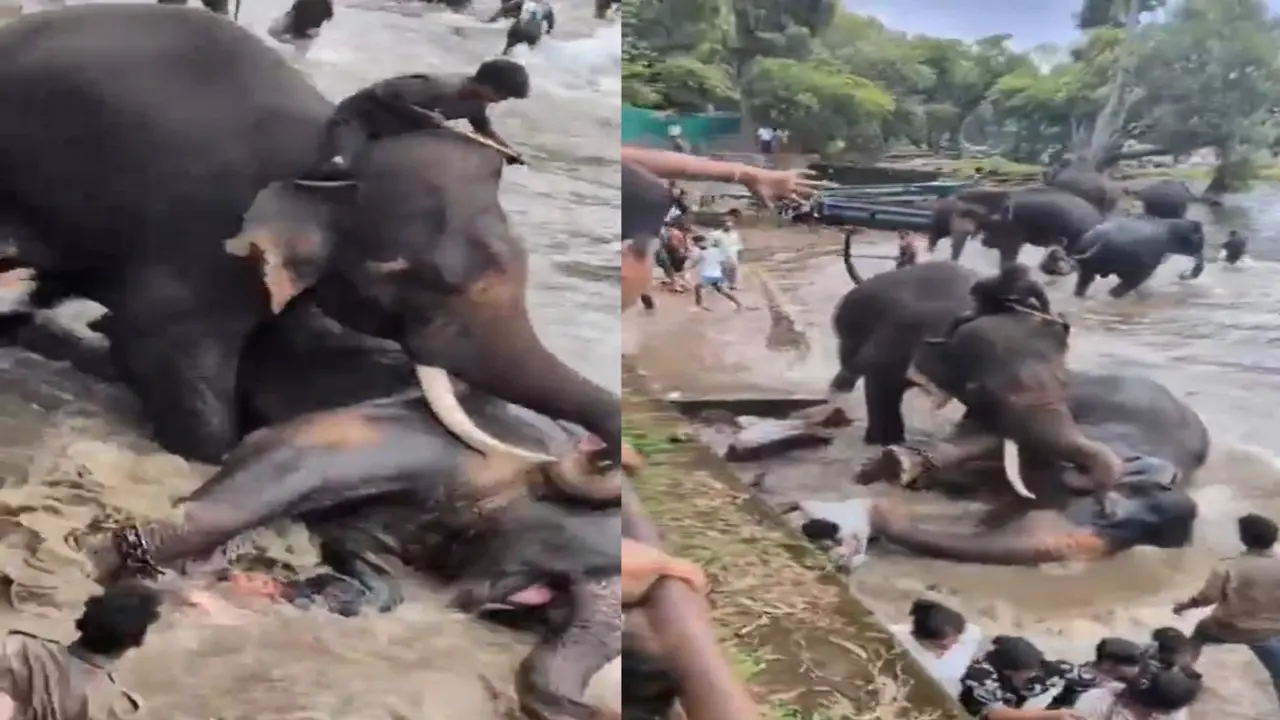 Elephant That Crushed Tourist In Karnataka Dies Day After Brutal Camp Clash Elephant That Crushed Tourist In Karnataka Dies Day After Brutal Camp Clash