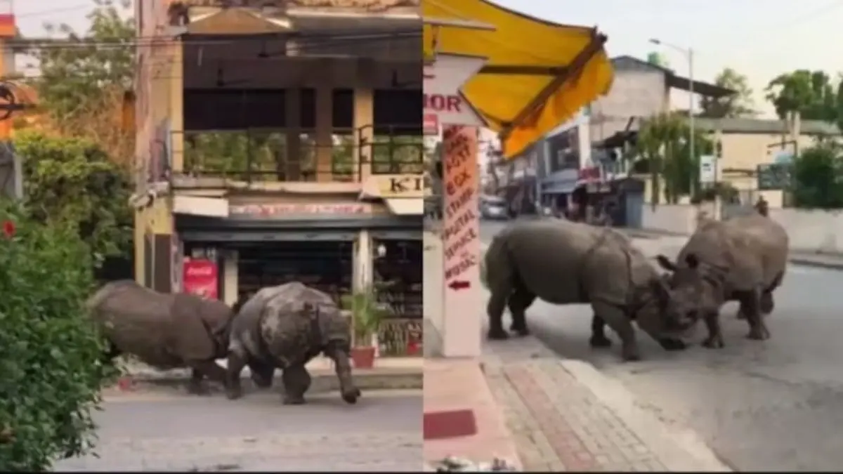 'Everyone Was Speechless...': Massive One-Horned Rhinos Battling In Nepal's Chitwan As Tourists Stunned 'Everyone was Speechless...': Massive One-Horned Rhinos Battling In Nepal's Chitwan As Tourists Stunned To Watch