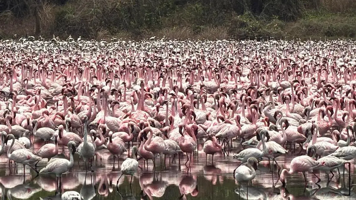 Sea of Pink: Flamingos Take Over Navi Mumbai's NRI Complex Wetlands Flamingo Season Begins in Nerul