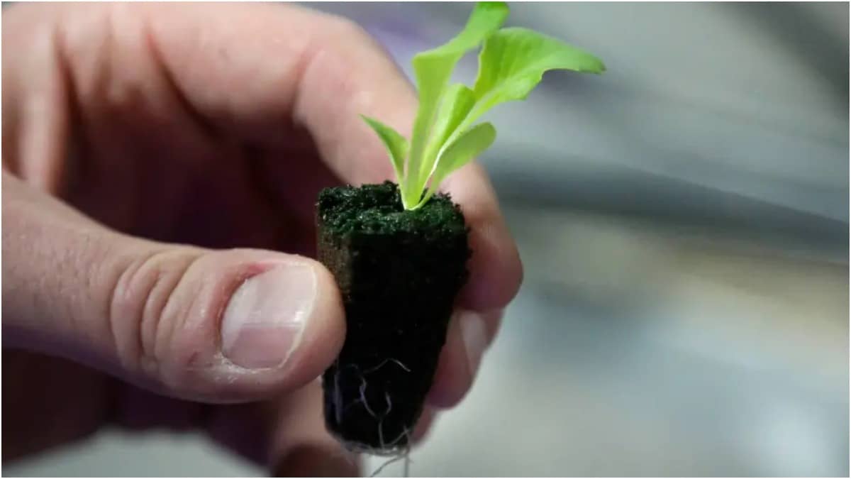 Having a backyard garden is organic and beneficial for the environment