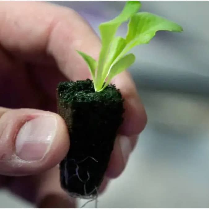 Having a backyard garden is organic and beneficial for the environment