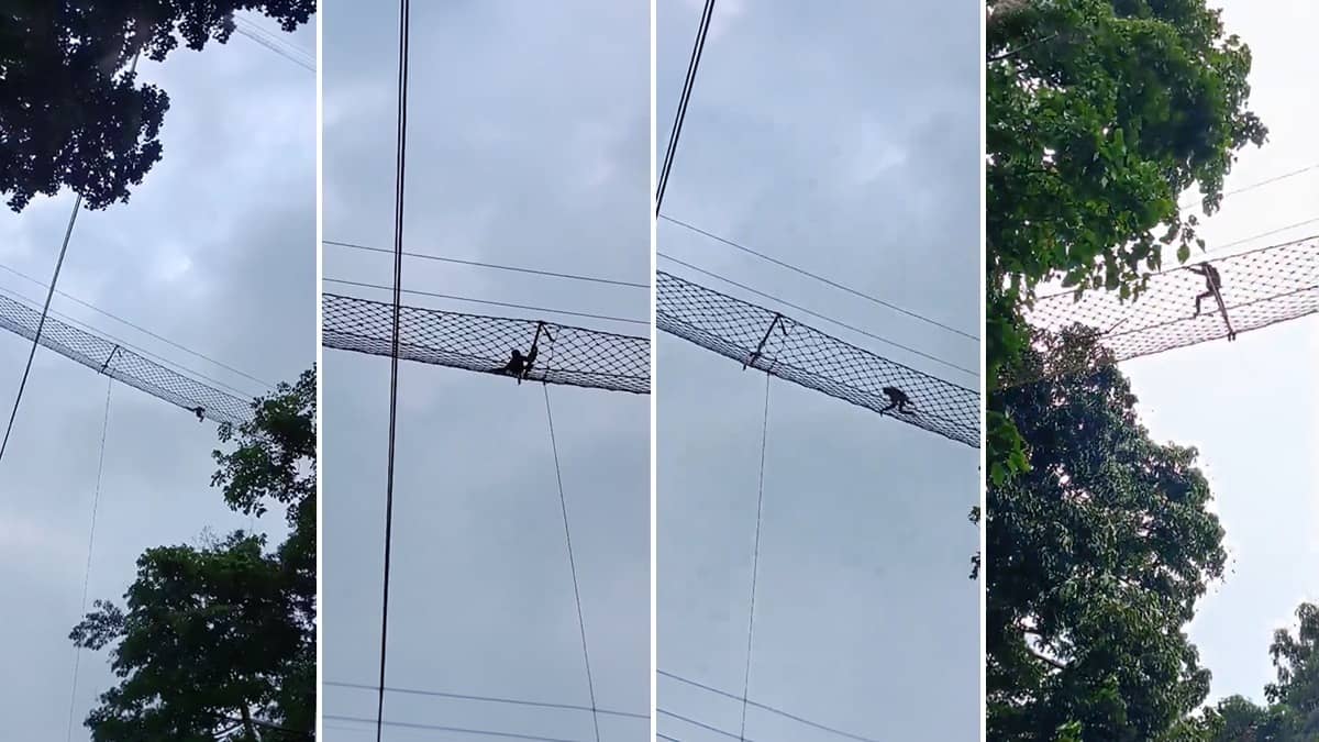 ‘Heartening Moment’: CM Himanta Shares Charming Video Of Hoolock Gibbon Using Arboreal Wildlife Bridge To Cross Railway Tracks Safely