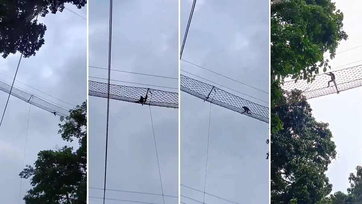 ‘Heartening Moment’: CM Himanta Shares Charming Video Of Hoolock Gibbon Using Arboreal Wildlife Bridge To Cross Railway Tracks Safely ‘Heartening Moment’: CM Himanta Shares Charming Video Of Hoolock Gibbon Using Arboreal Wildlife Bridge To Cross Railway Tracks Safely