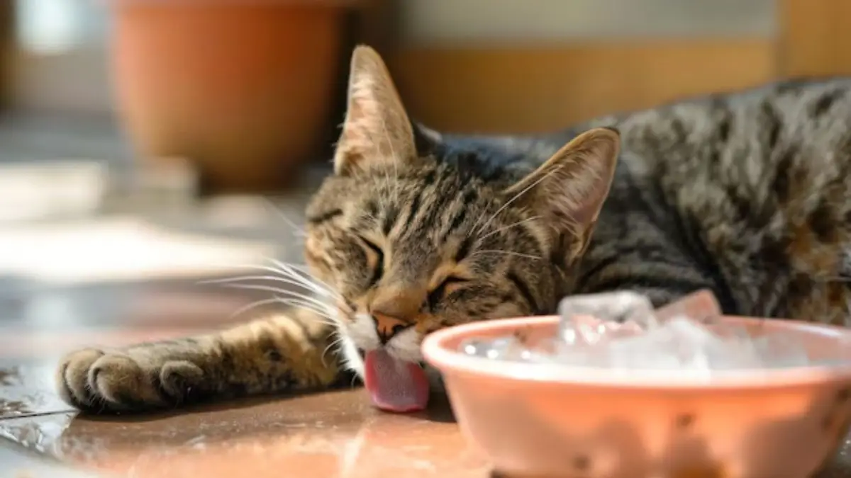 Heat Stroke In Pets
