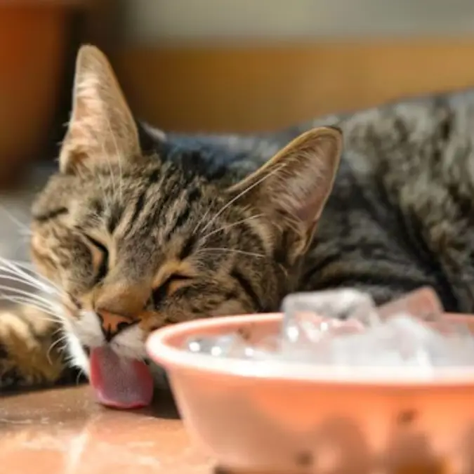 Heat Stroke In Pets