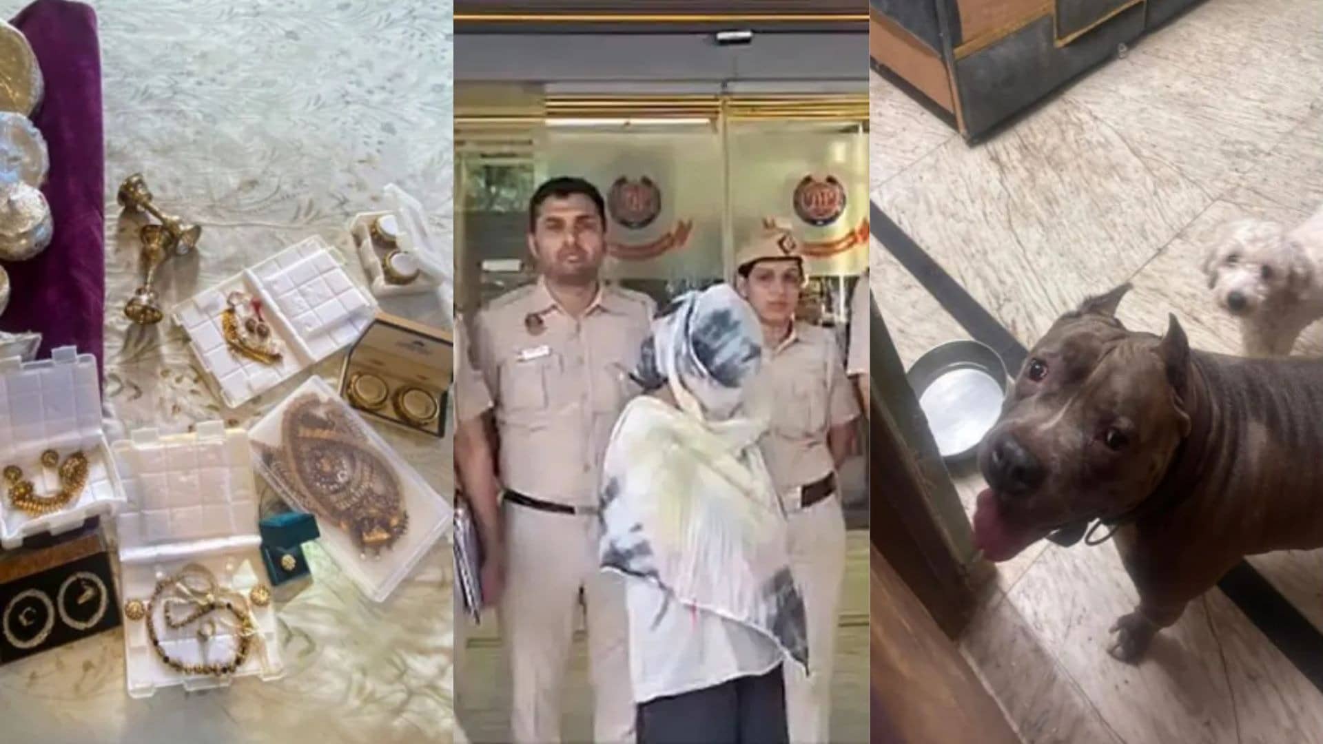 housemade steals gold, cash; turns home into fortress with 15 dogs to evade arrest full details
