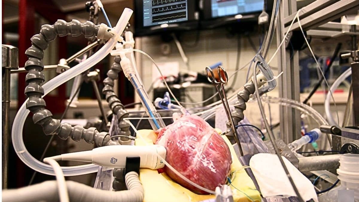Human Heart Beating outside Body video