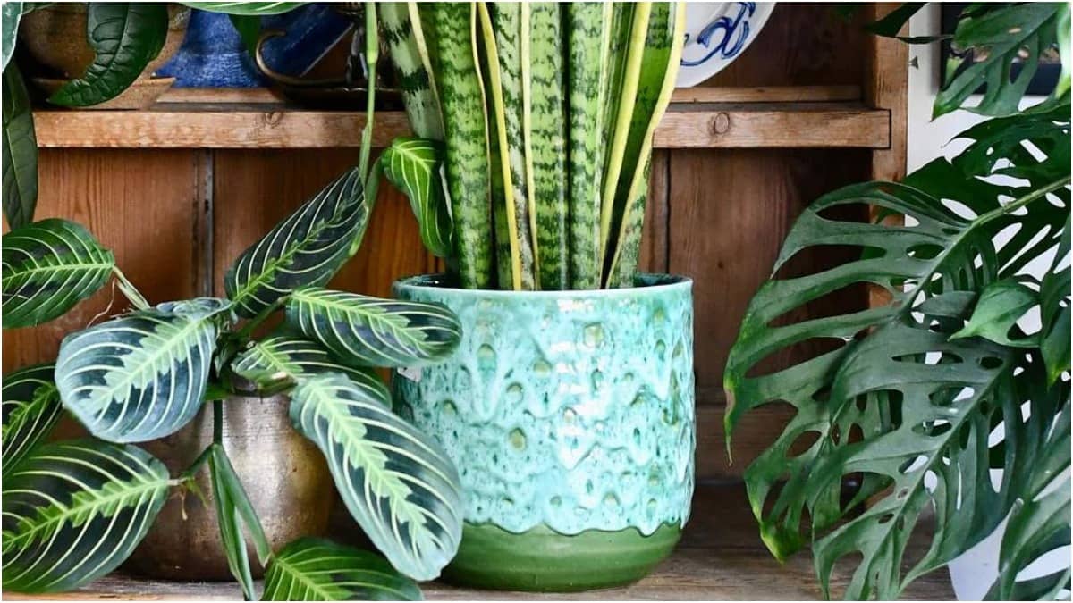 Indoor plants are low maintenance