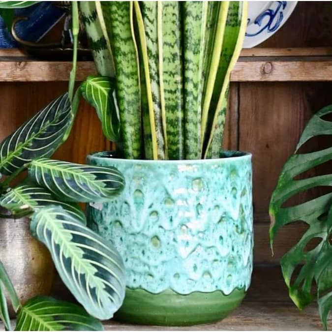 Indoor plants are low maintenance