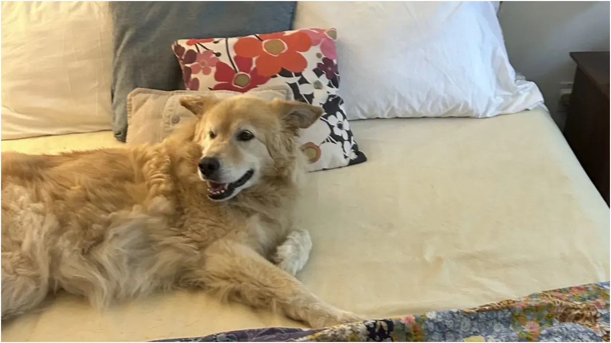 Should You Let Pets Sleep Next To You? Is a dog sleeping on bed next to you healthy?