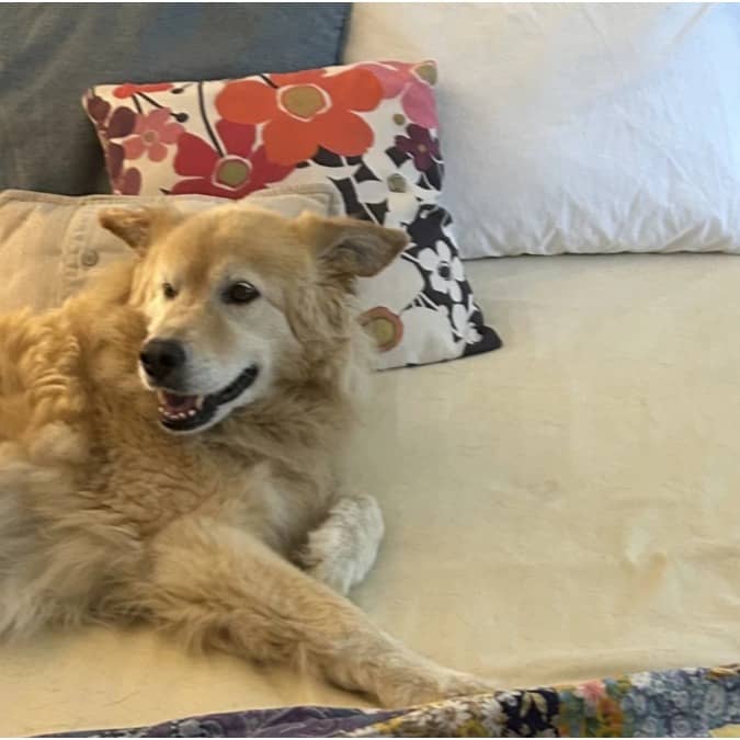 Is a dog sleeping on bed next to you healthy?
