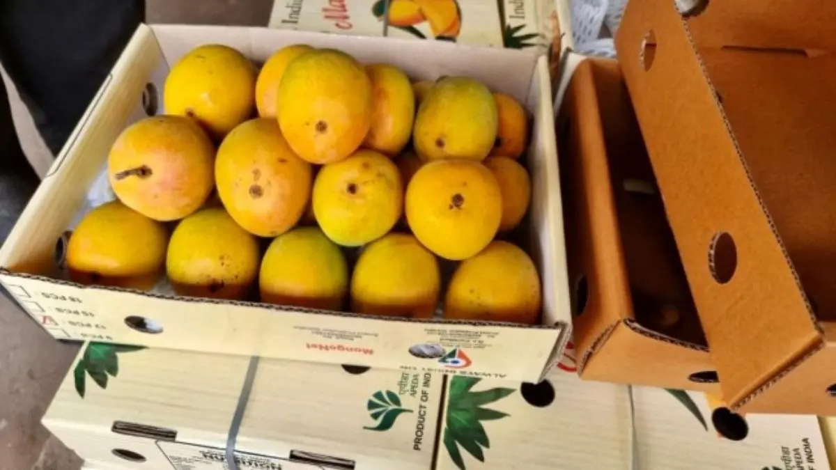 Japan Says No To Indian Mangoes; Halts Imports Again After 20 Years | Here Is Why Japan Says No To Indian Mangoes; Halts Imports Again After 20 Years | Here Is Why