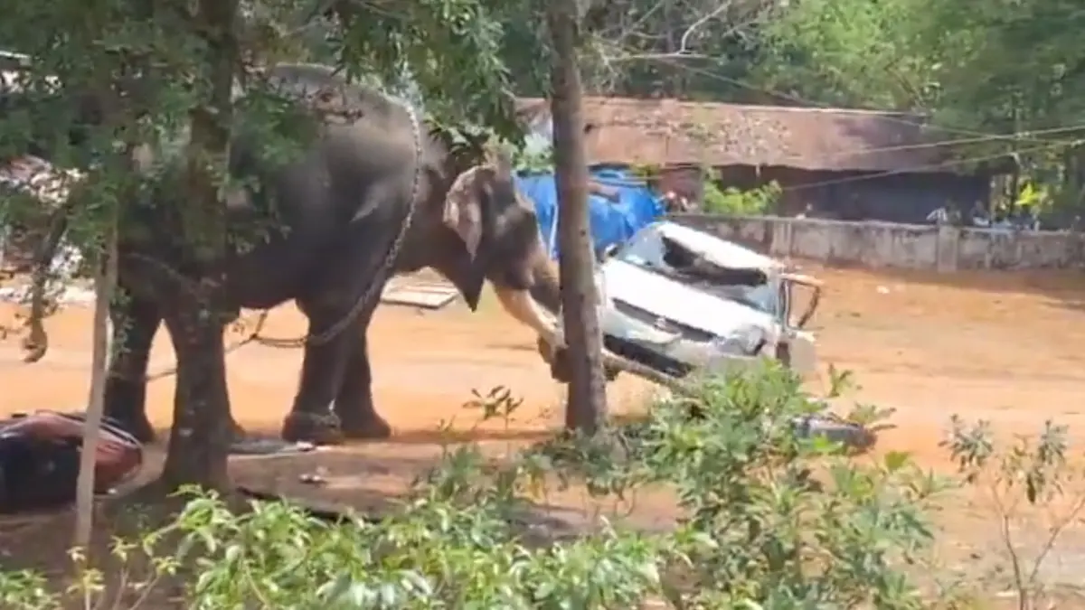 Tragic Elephant Rampage at Kidangoor Temple: One Dead and Mahout Critically Injured in Kerala's Angamaly | WATCH Kerala Elephant Rampage: One Dead, Mahout Injured in Angamaly Attack