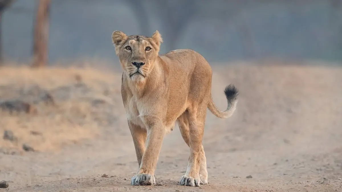 Unfiltered Wilderness or Live Baiting: Internet Stands Divided on Lioness Hunting Prey in Front of Tourists at Gir Forest | WATCH Live Baiting or Live Hunting in Gujarat's Gir