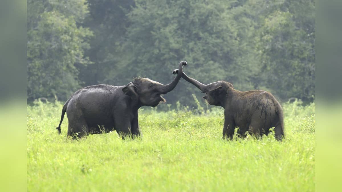 Love In The Wild? 2 Female Elephants 'Elope' At Night From Corbett Camp With Wild Herd During Mating Season (Representational)
