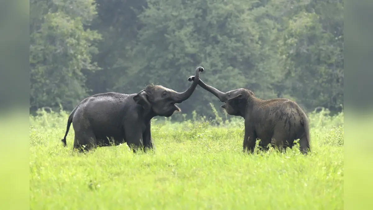 Love In The Wild? 2 Female Elephants 'Elope' At Night From Corbett Camp With Wild Herd During Mating Season Love In The Wild? 2 Female Elephants 'Elope' At Night From Corbett Camp With Wild Herd During Mating Season (Representational)
