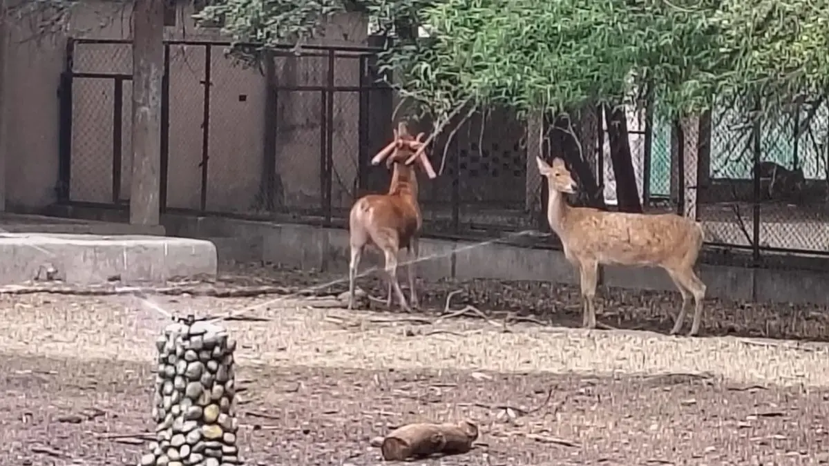 Lucknow Zoo Rolls Out Coolers, Sprinklers And Fruit Diets To Help Animals Beat The Heat At Temperature Soars Lucknow zoo takes preventive measures for animals in summers