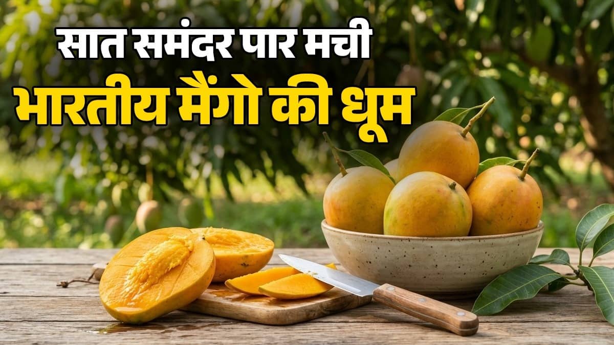 Mango Price in USA