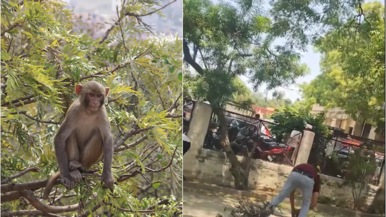 Mischievous Monkey Showers Rs 2 Lakh From Tree After Bizarre Heist In Bulandshahr, Video Goes Viral Mischievous Monkey Showers Rs 2 Lakh From Tree After Bizarre Heist In Bulandshahr, Video Goes Viral
