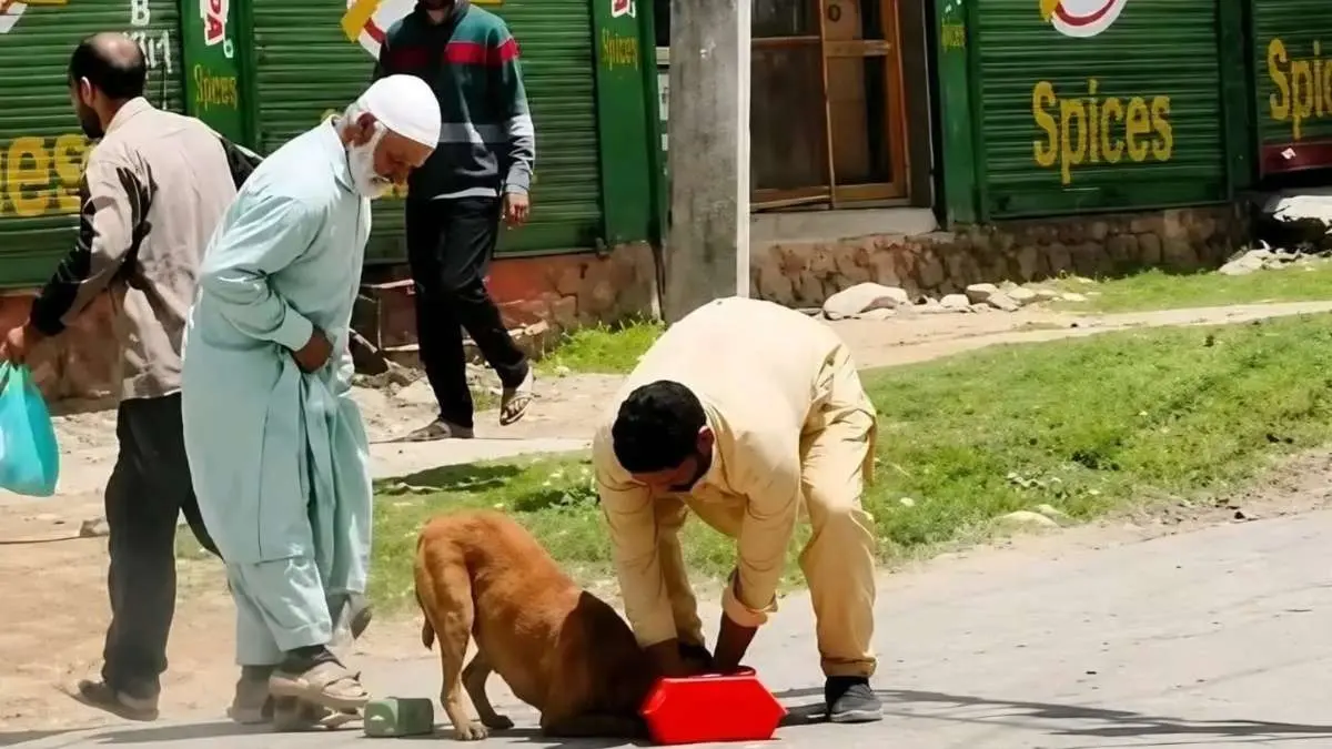 Mob Violence in Central Kashmir: Viral Video Shows Brutal Killing of Stray Dog, Police Register FIR Under Animal Cruelty Act Mob Violence in Central Kashmir: Viral Video Shows Brutal Killing of Stray Dog, Police Register FIR Under Animal Cruelty Act