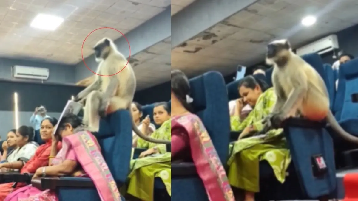 VIRAL VIDEO: गुजरात में चल रही थी Census 2026 की ट्रेंनिंग, तभी ऑडिटोरियम में घुस गए 'बजरंगबली', महिला की सिटी पिटी गुम फिर... monkey-interrupts-census-2026-workshop-in-gujarat-causes-chaos-leaves-internet-amused viral-video