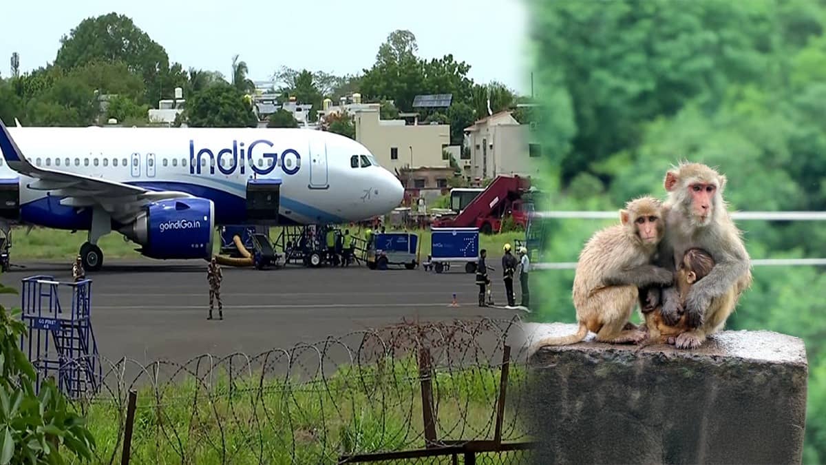 Monkey Menace at Lucknow Airport 