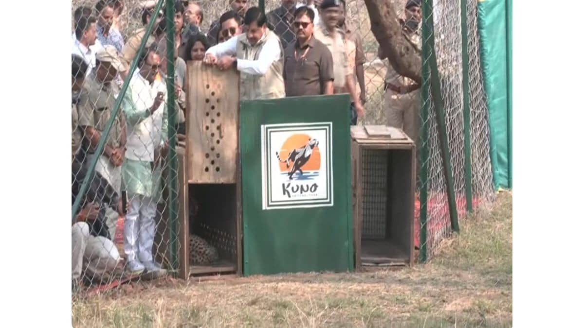 MP CM Mohan Yadav releases two female cheetahs into wild at Kuno National Park.