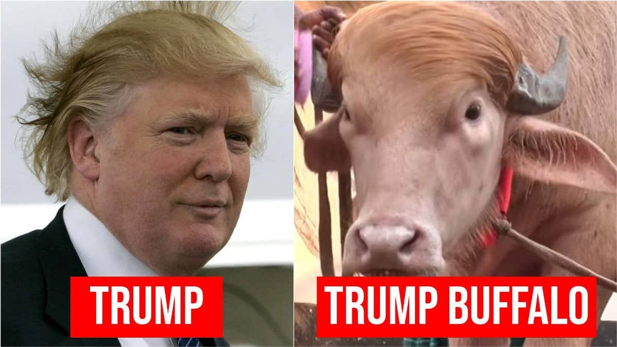 Pink-Skinned 'Donald Trump' Buffalo With Golden Hair Becomes Viral Sensation In Bangladesh