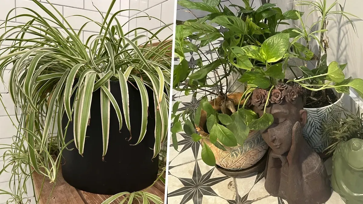 Houseplants In Bathroom: These Plants Will Thrive Even Inside Showers Plants thrive even inside and outside the shower area