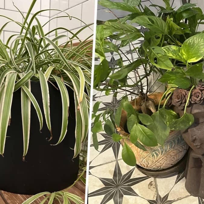 Plants thrive even inside and outside the shower area