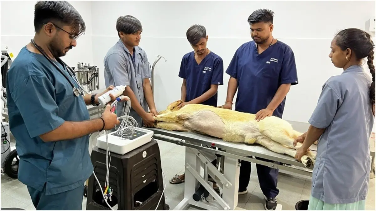 Multi-Speciality Animal Care Facility Comes Into Focus At Shrimad Rajchandra Animal Hospital Shrimad Rajchandra Animal Hospital is dedicated to animal care