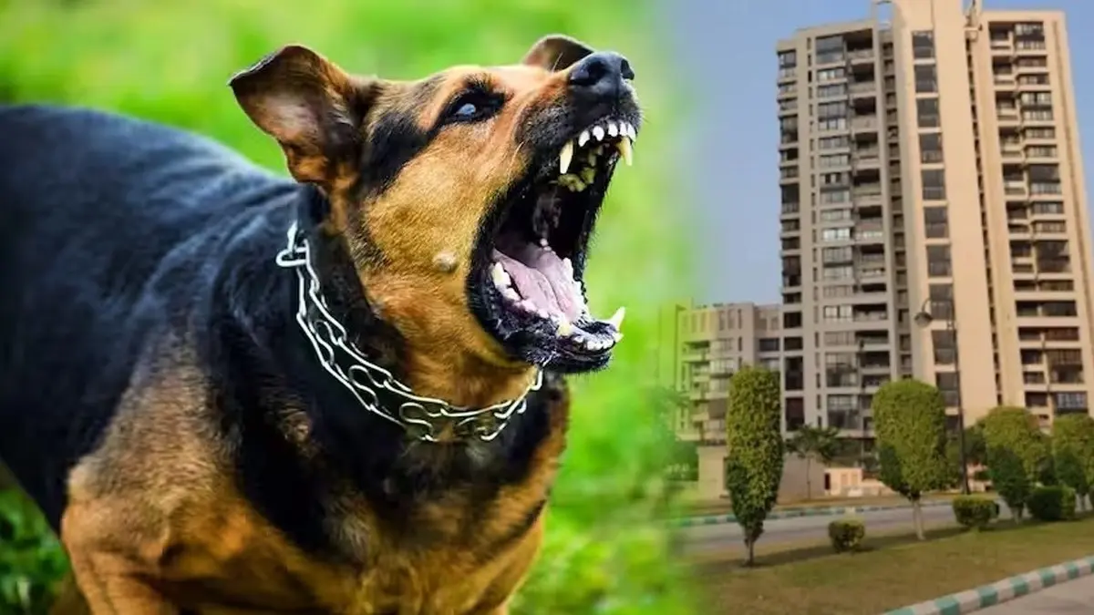 Stray Dog Attack in Jaypee Greens: 63-Year-Old DU Professor Sustains Serious Injuries After Spine-Chilling Chase Inside Greater Noida Society Stray Dog Attack in Jaypee Greens: 63-Year-Old DU Professor Sustains Serious Injuries After Spine-Chilling Chase Inside Greater Noida Society
