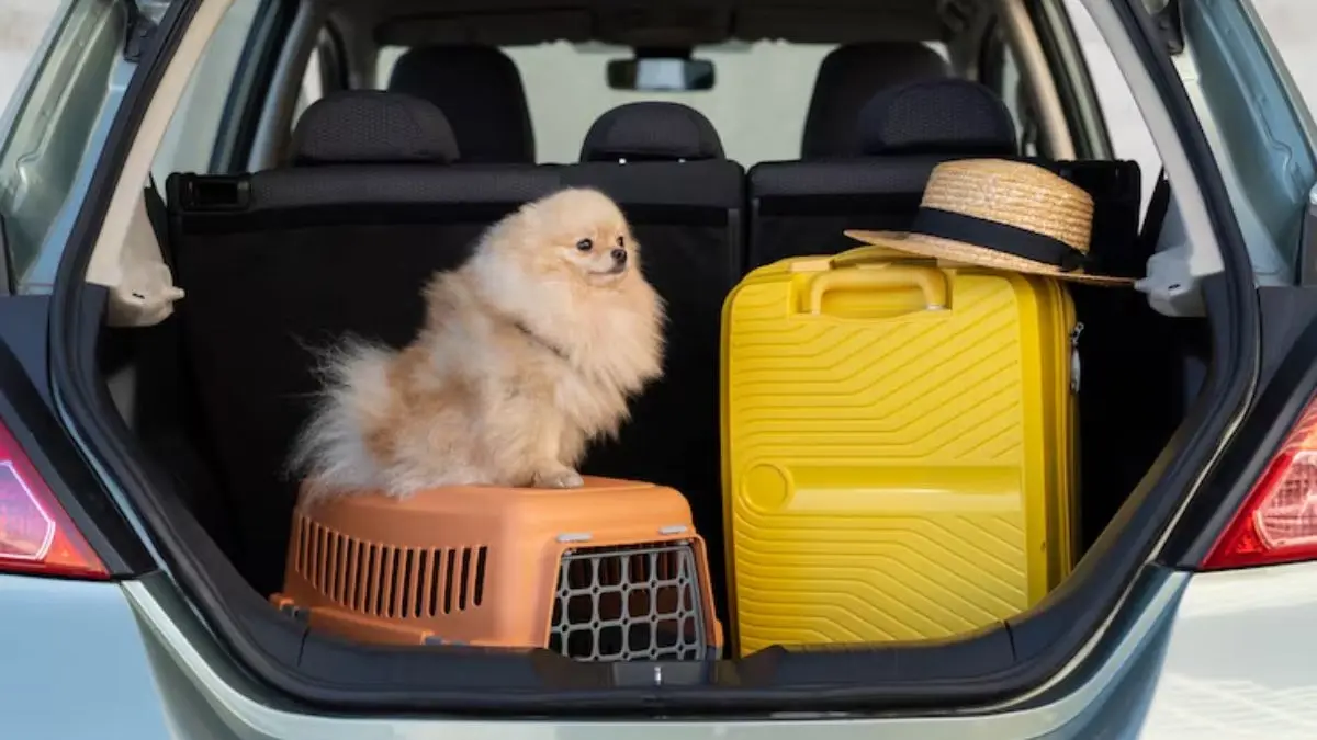 Travelling With Pets? 5 Ways To Ensure The Comfort Of Furry Friends Travelling With Pets
