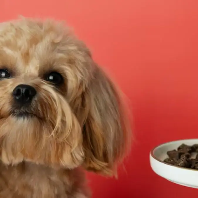 Unsafe foods for pets