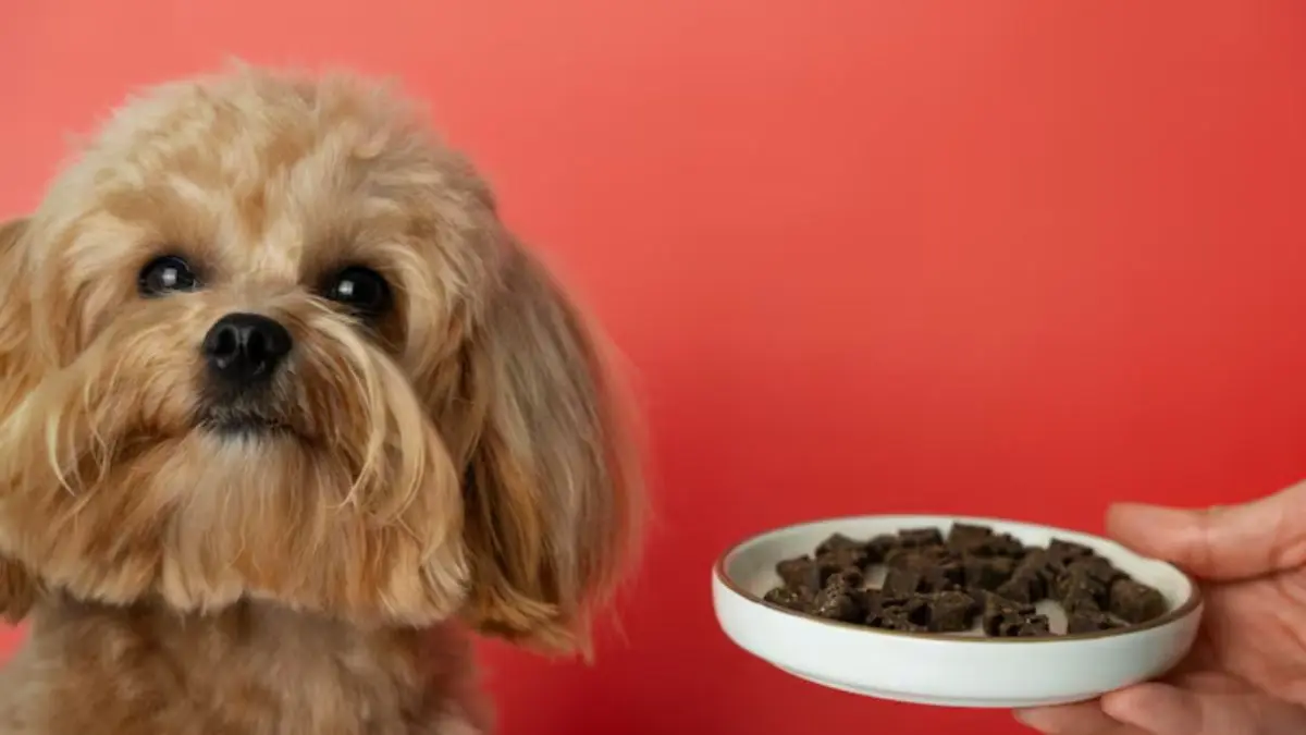 Everyday Kitchen Foods That May Be Unsafe For Pets Unsafe foods for pets